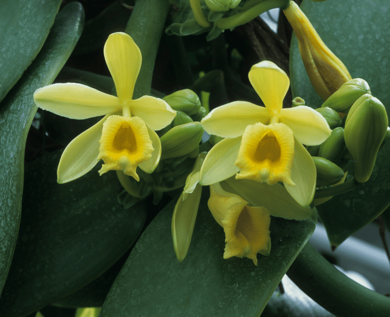 Vanilla Orchids