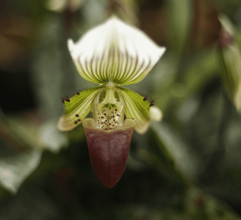 Venus Slipper Orchid Paphiopedilum