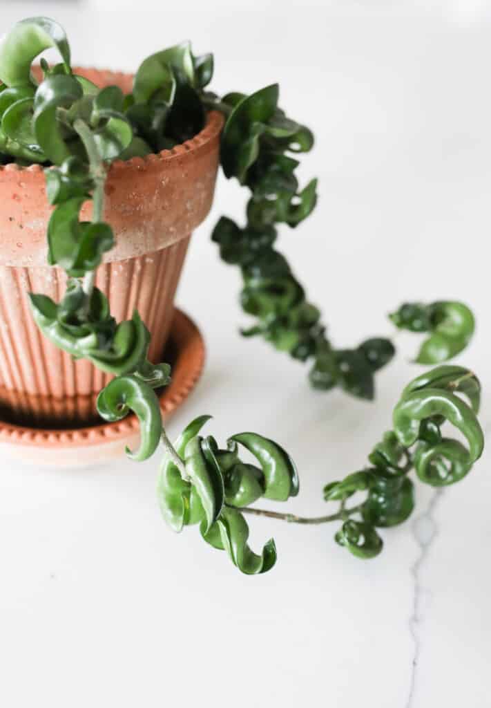 free-printable-plant-watering-tracker-paisley-plants