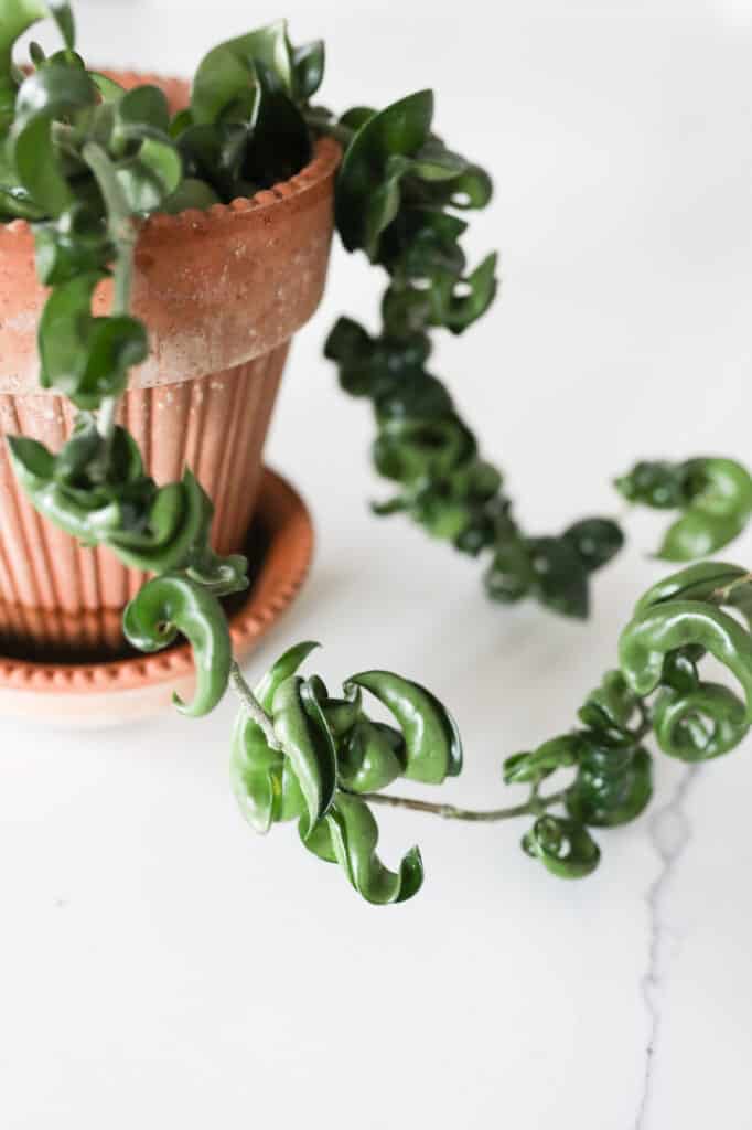 hindu rope plant hoya