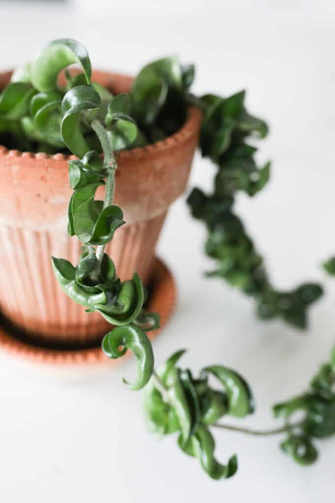 hindu rope plant hoya