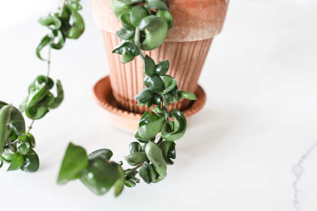 hindu rope plant hoya