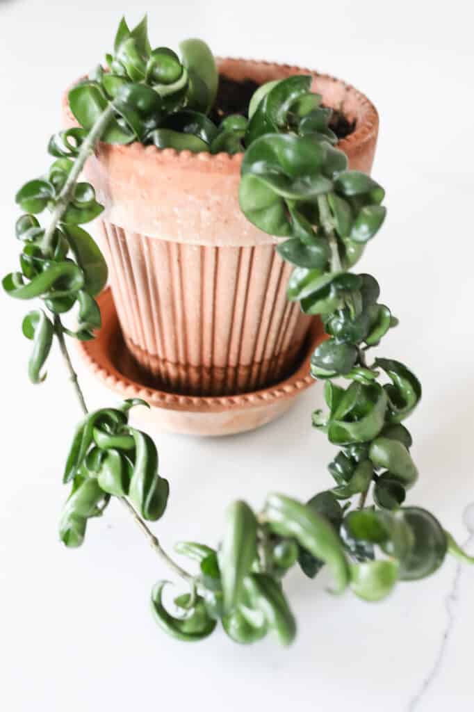 hindu rope plant hoya