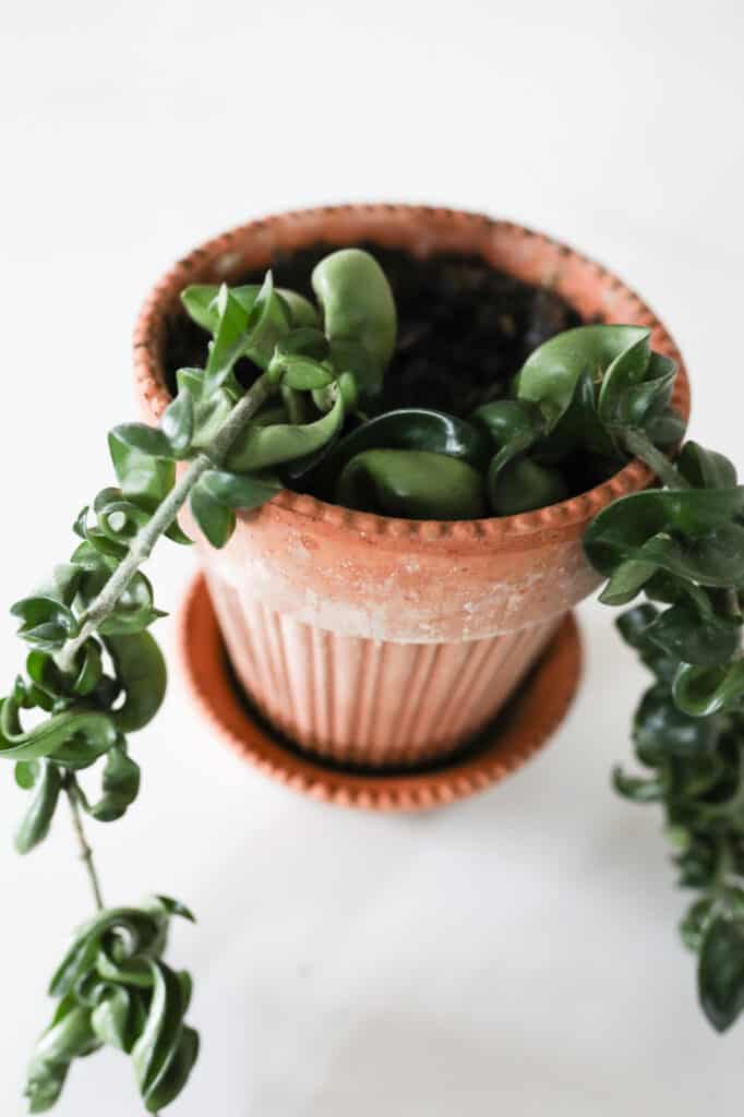 hindu rope plant hoya