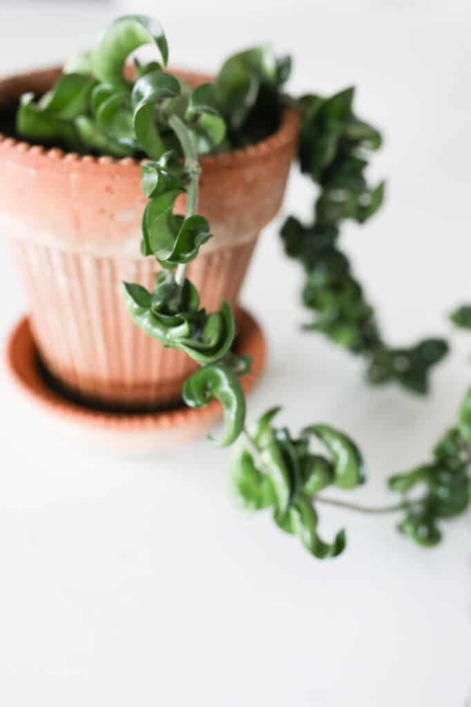 hindu rope plant hoya