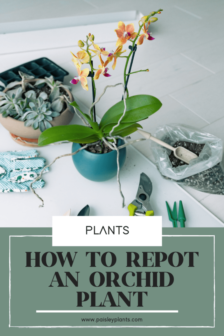 How to Repot Orchids Paisley Plants