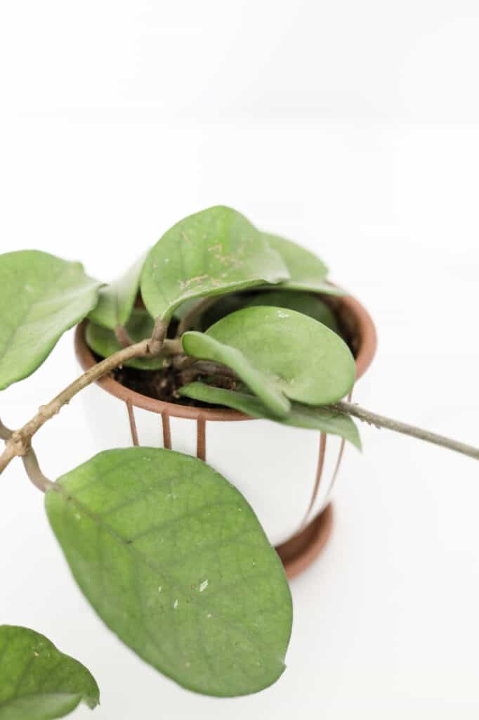 Hoya carnos plant in white and brown pot