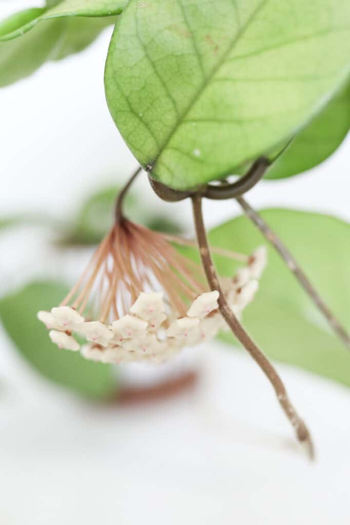 hoya carnosa bloom