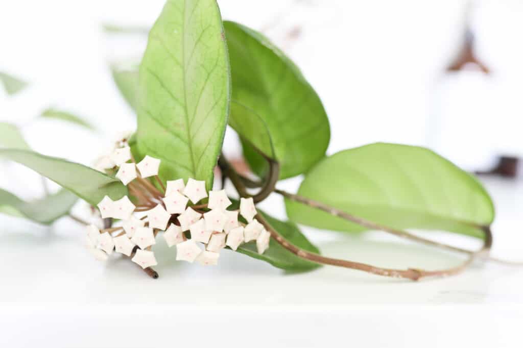 hoya carnosa flowers