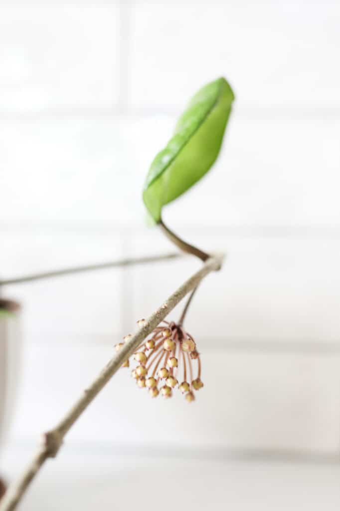 Hoya carnos bloom