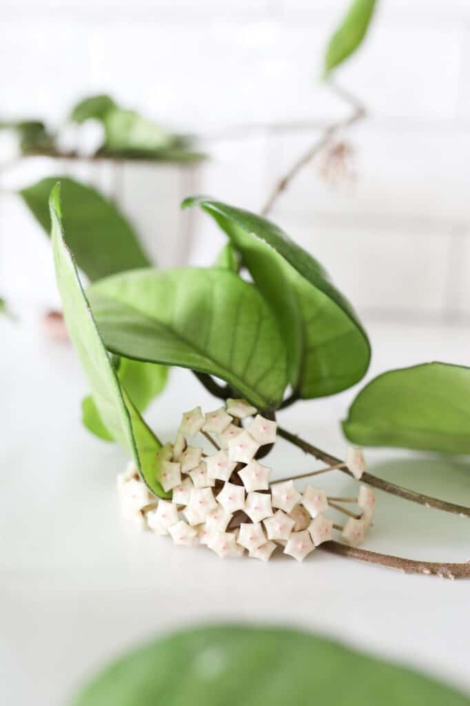 hoya carnosa plant bloom