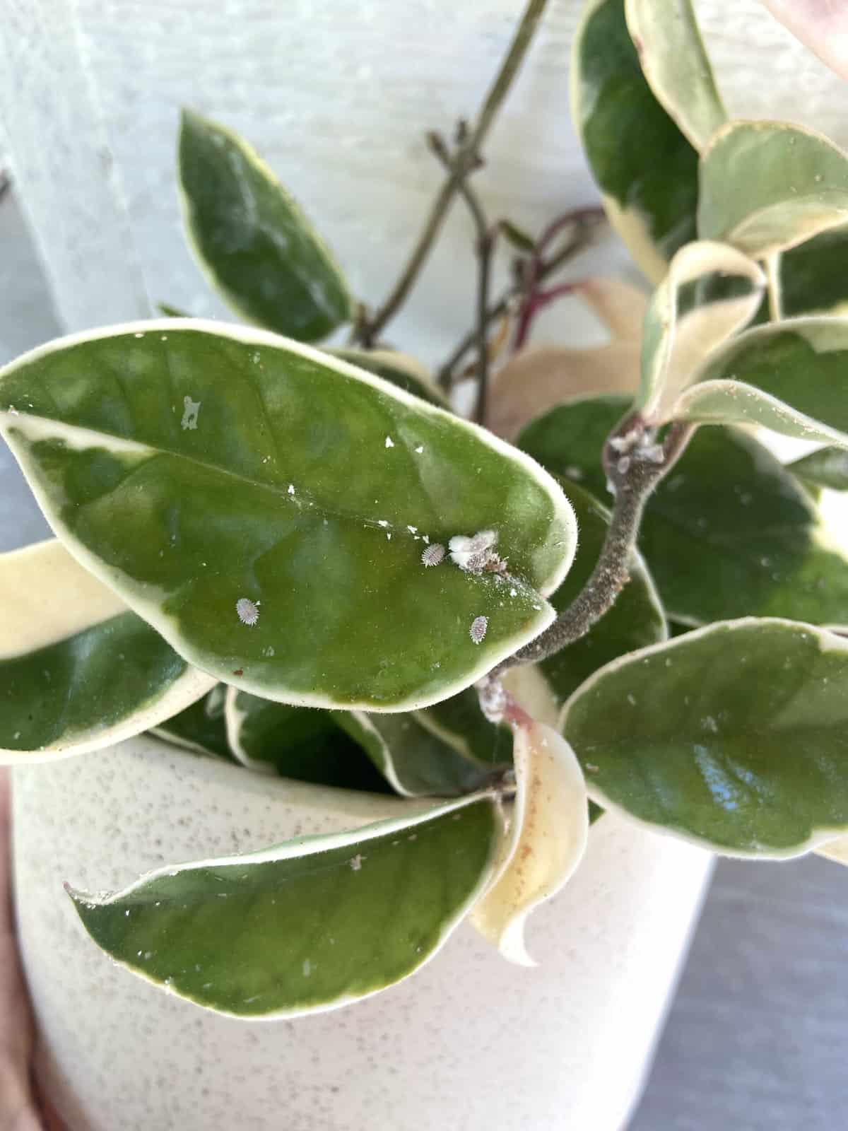 mealy bugs on a plant