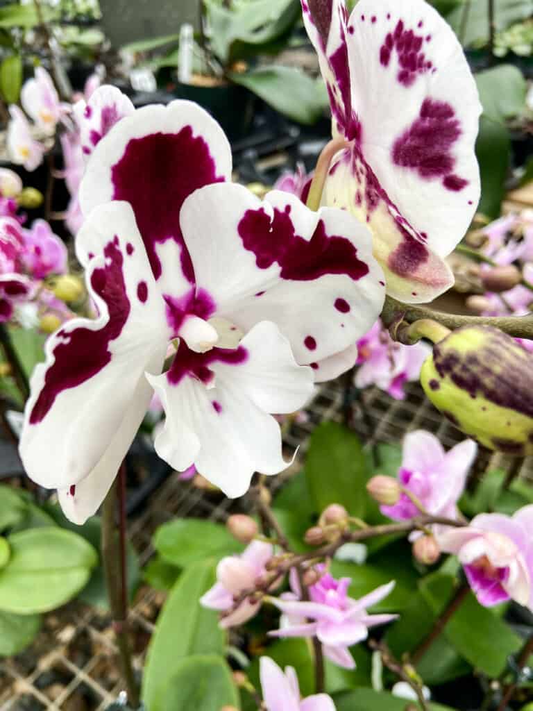 white and purple orchid