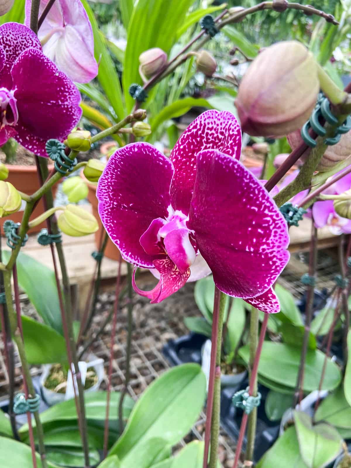 how-to-care-for-orchids-indoors-paisley-plants