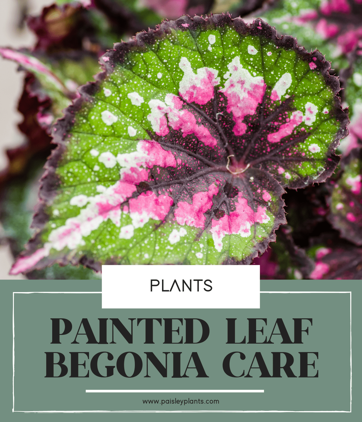 rex begonia care