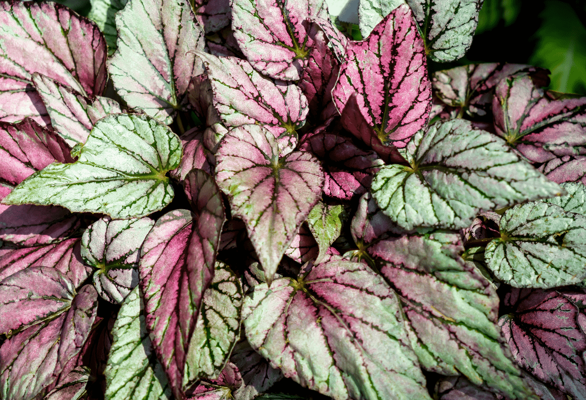 painted leaf begonia