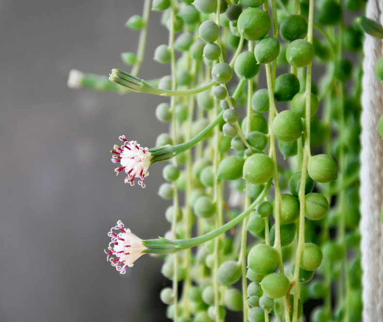 string of pearls