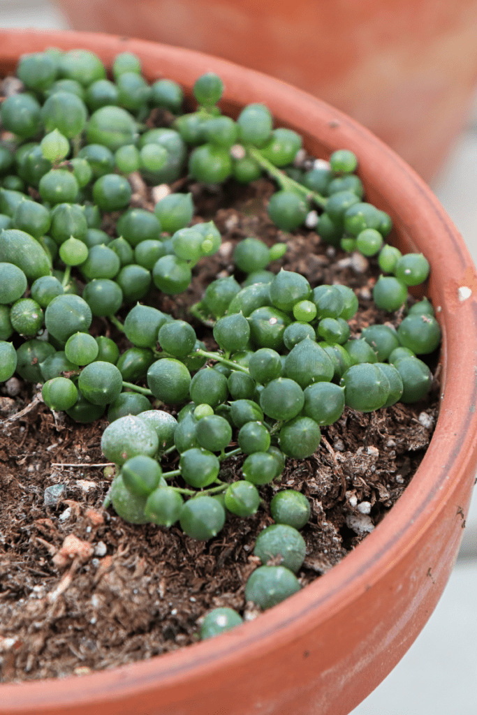 string of pearls in terracotta pot