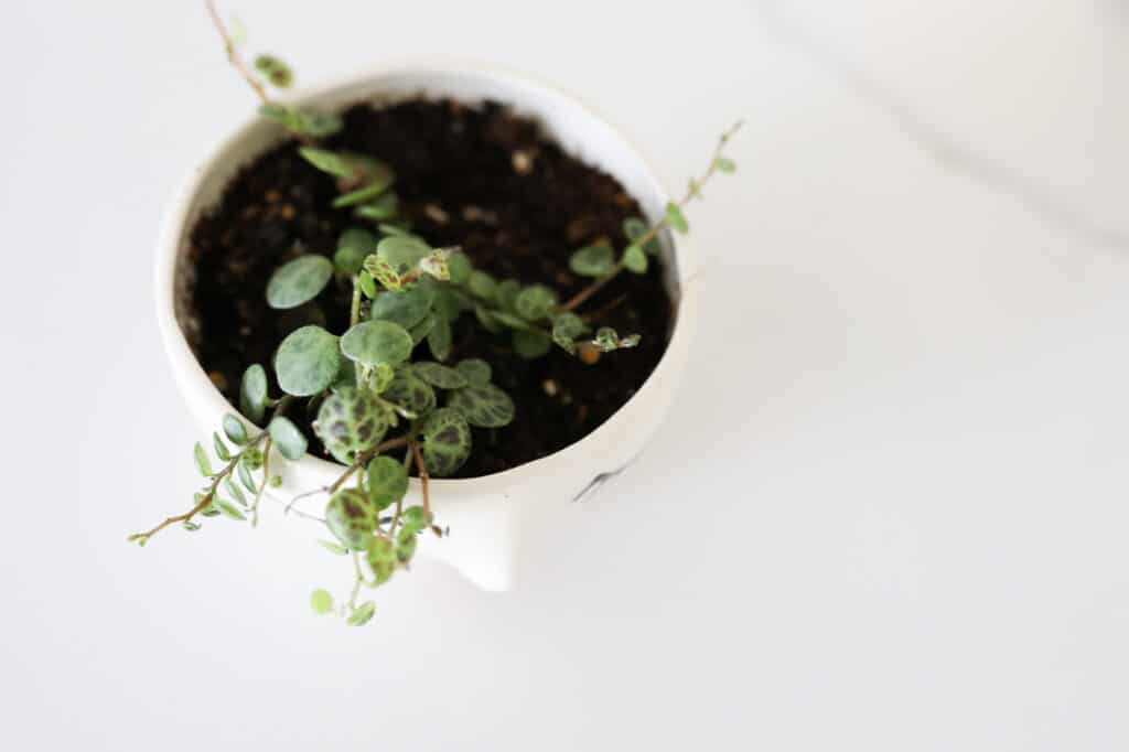 string of turtles plant