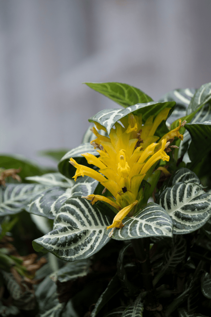 zebra plant and bloom