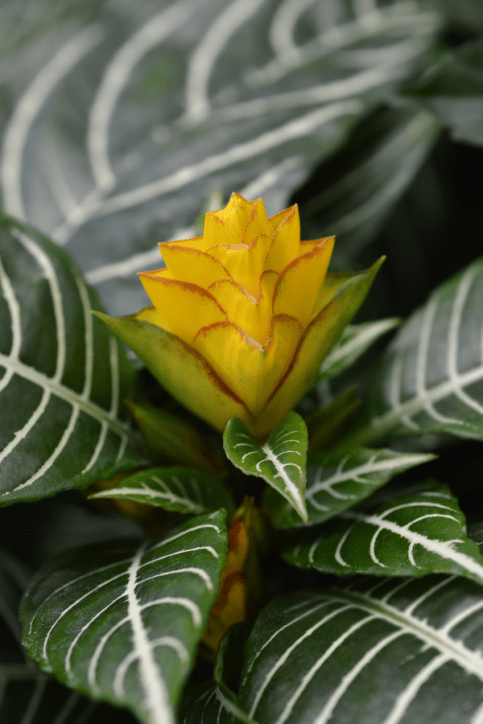 zebra plant and bloom