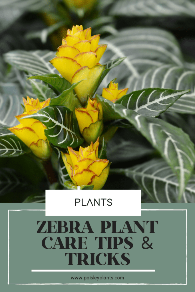 Aphelandra Zebra Plant Care - Paisley Plants