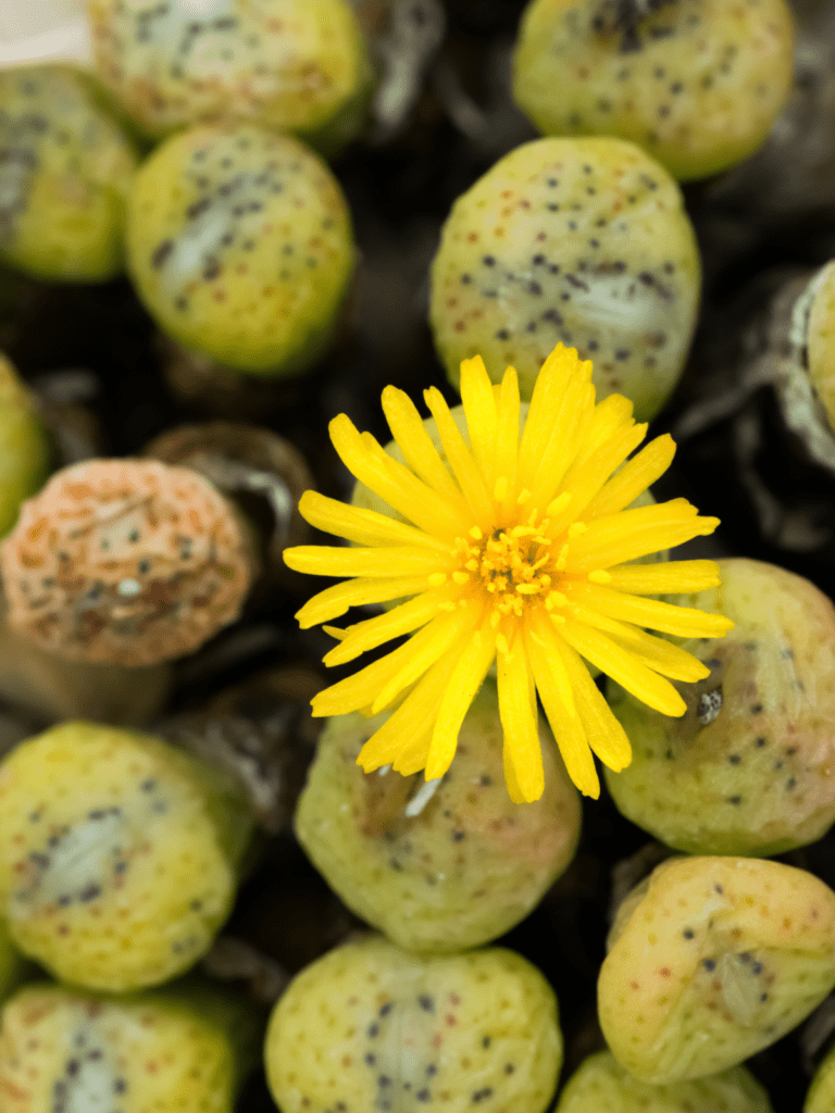 Conophytum calculus