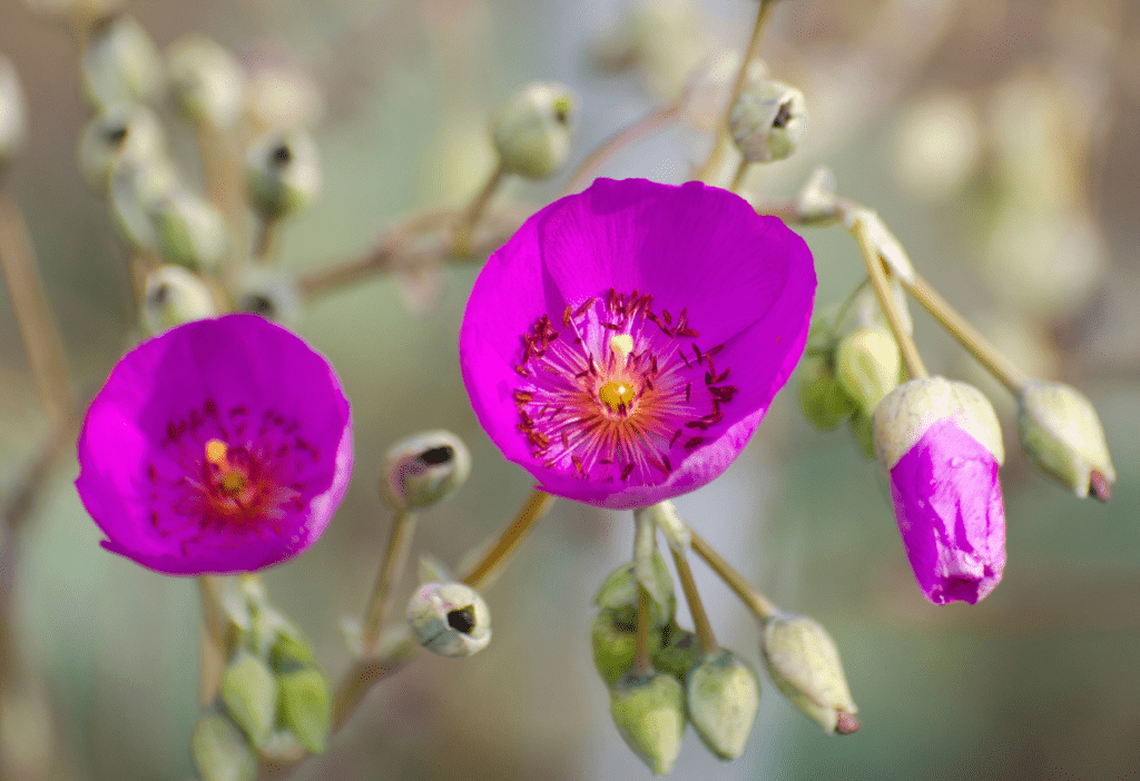 Rock Purslane / Calandrinia spectabilis