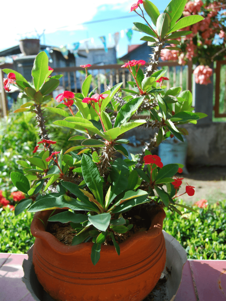 Euphorbia milii