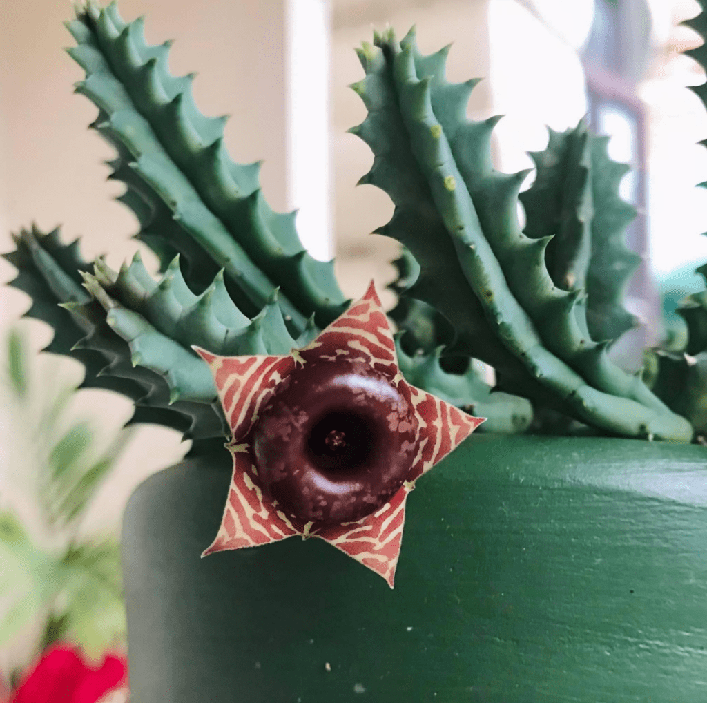 Huernia zebrina