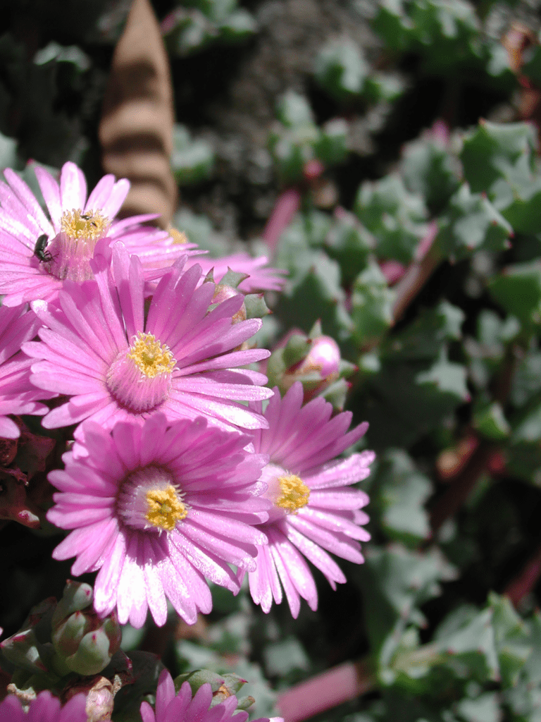 Oscularia deltoides