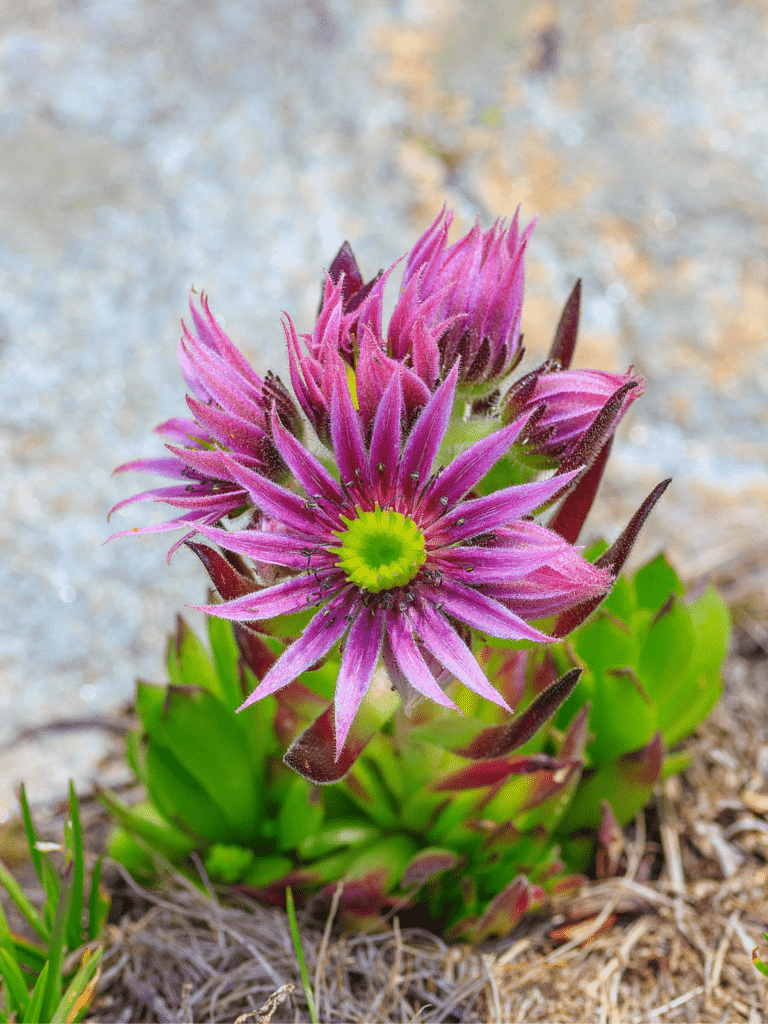 Sempervivum arachnoideum ‘Emily