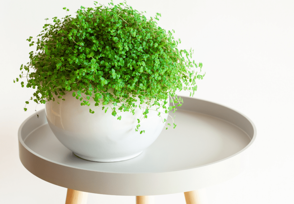 baby's teras plant in white pot on table