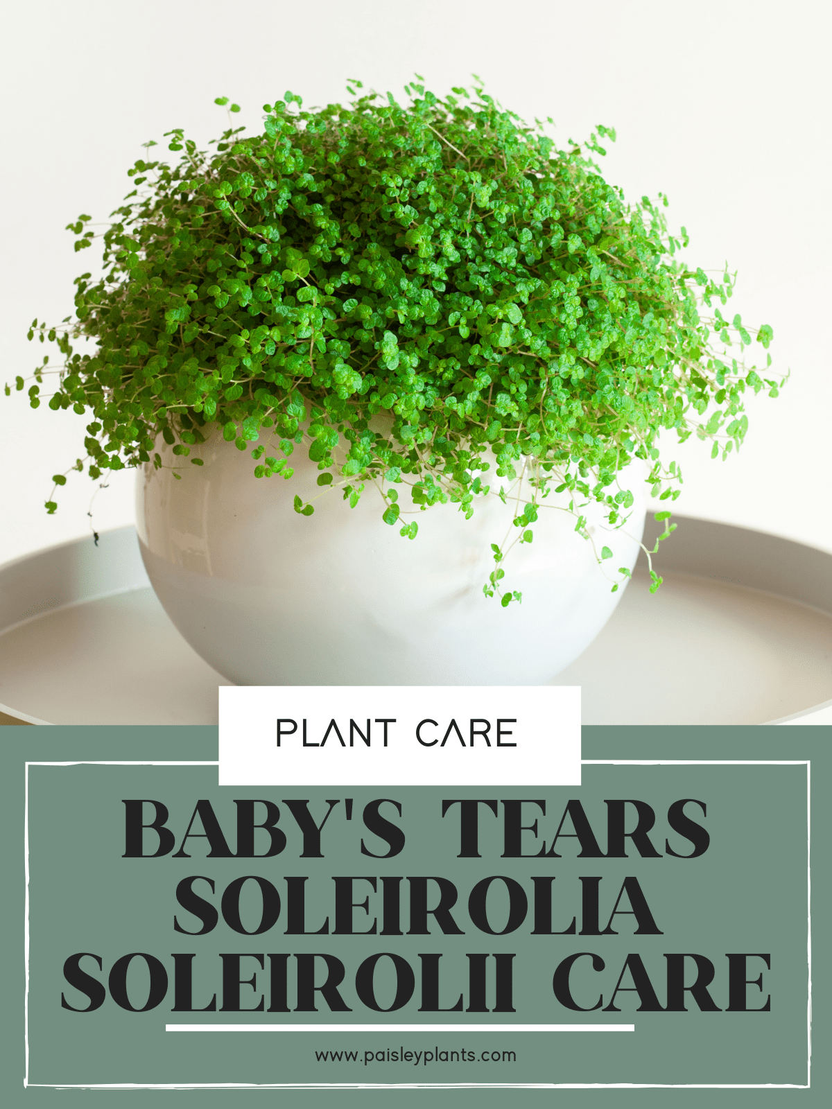 Soleirolia soleirolii care