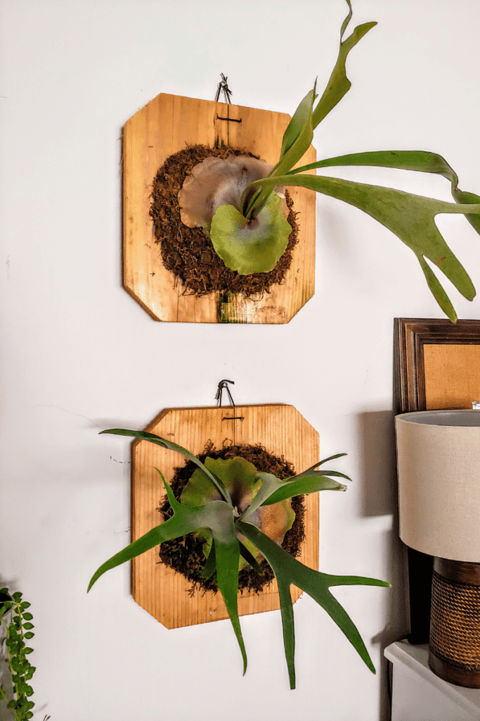 two staghorn ferns mounted on the wall