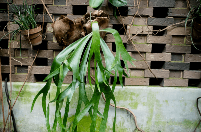 staghorn fern
