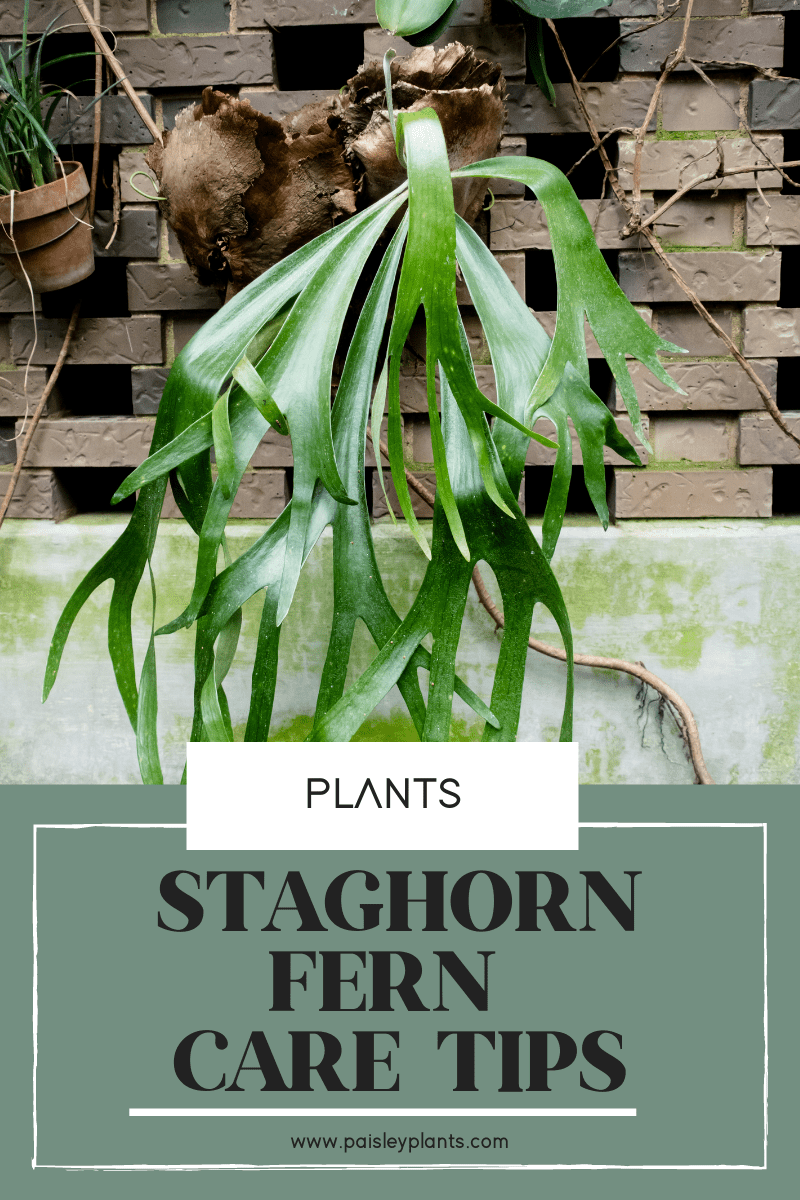 Staghorn Fern Care Tips
