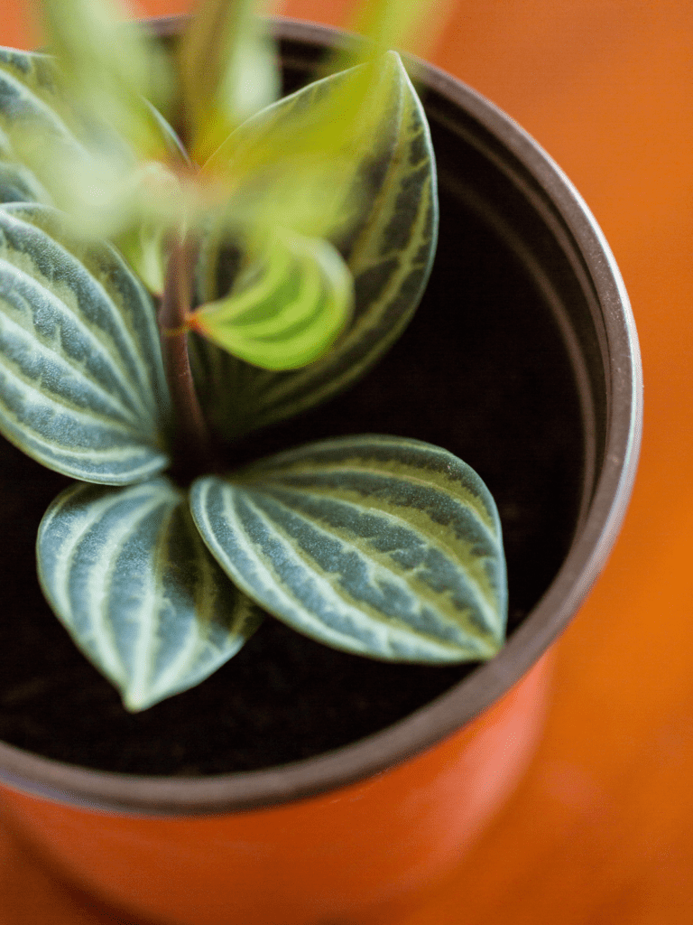 Watermelon Peperomia leaves