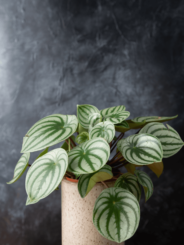 Watermelon Peperomia in terracotta pot