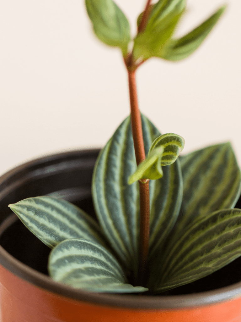 Watermelon Peperomia leaves