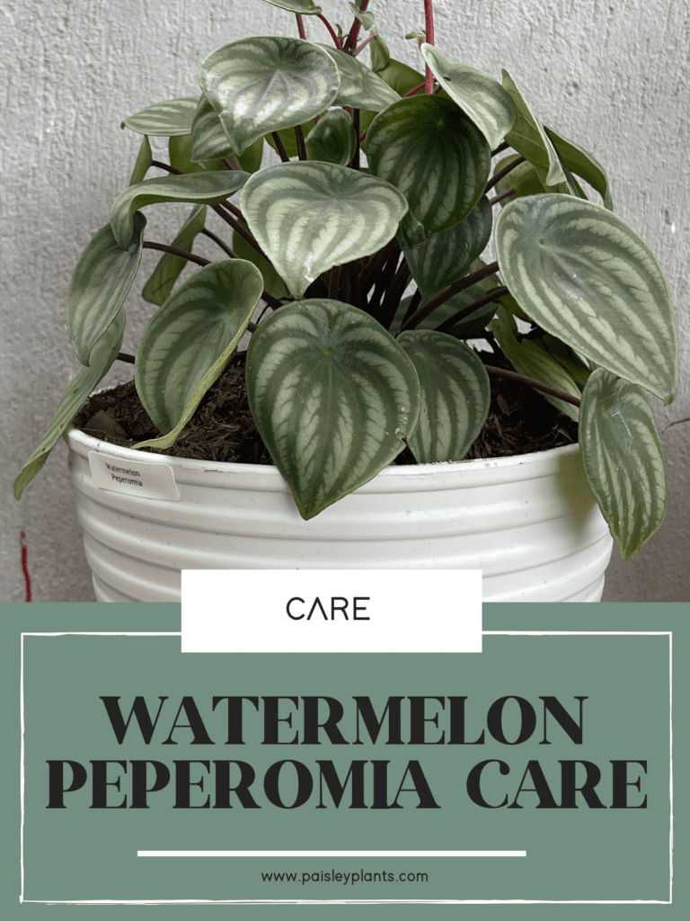 watermelon peperomia care