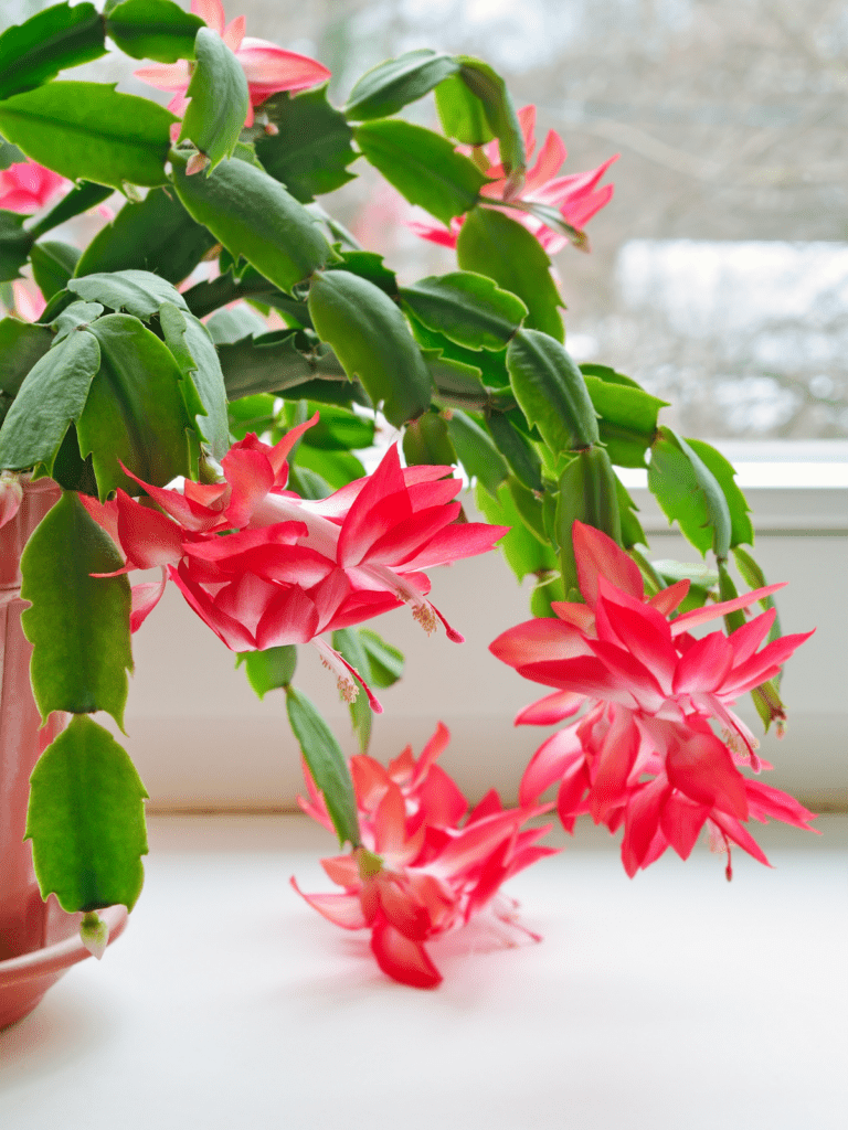 christmas cactus