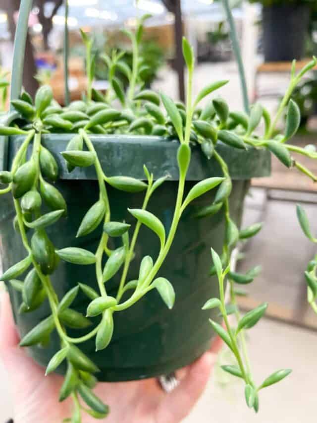 7 Hanging Succulents Perfect For Your Home