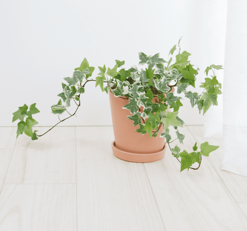 english ivy in terracotta pot