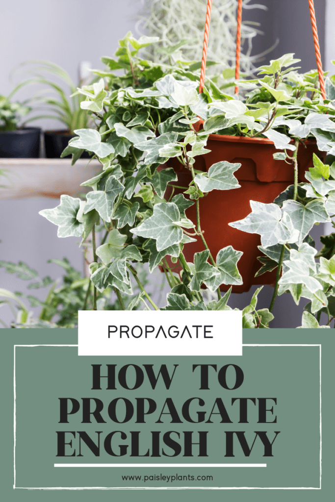 how to propagate an english ivy