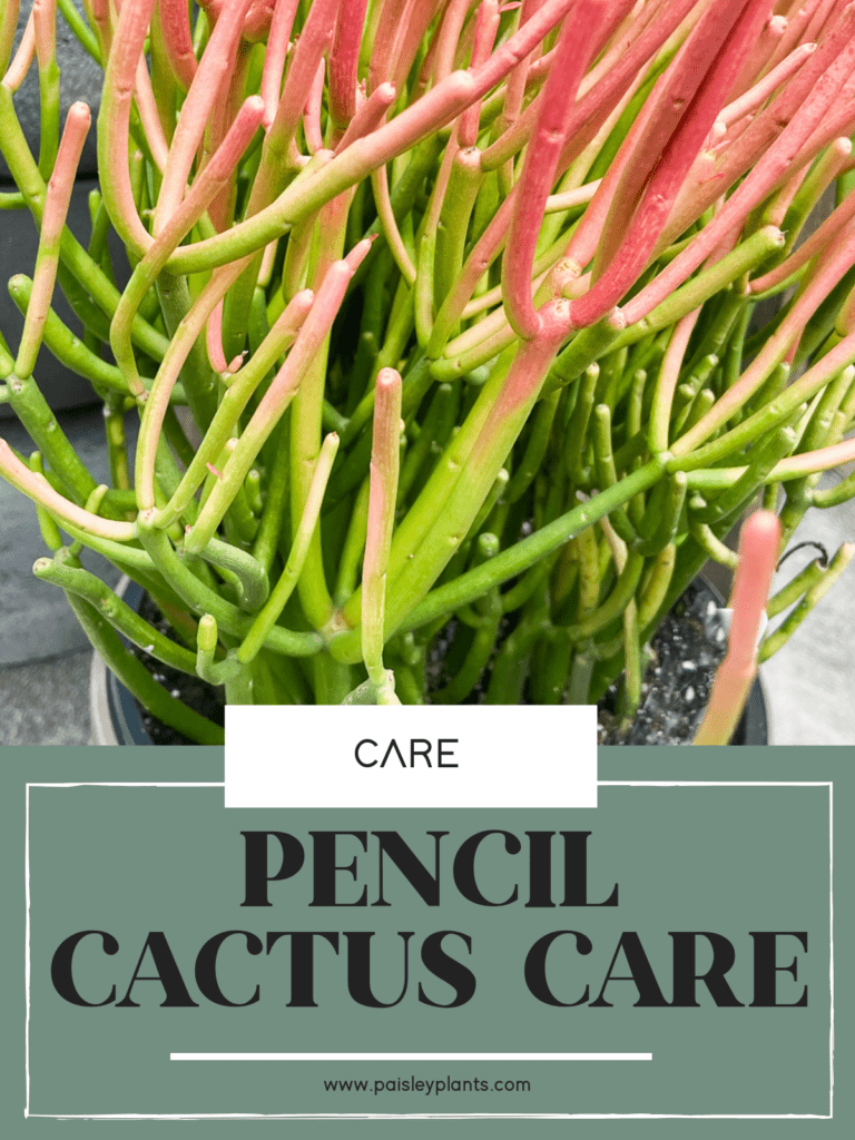 pencil cactus care