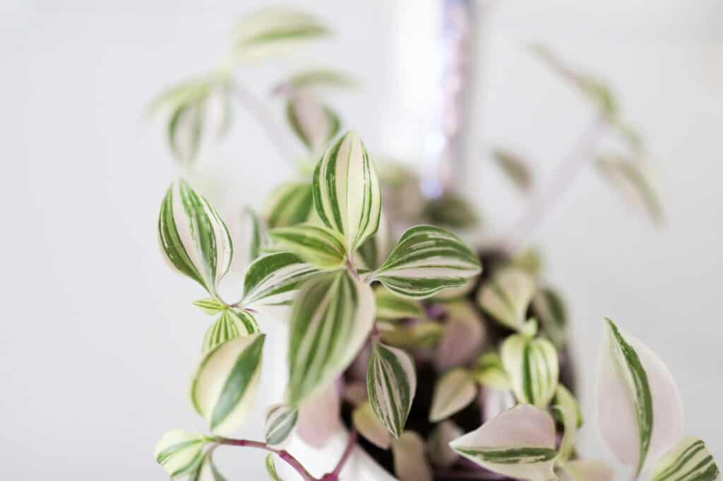 wandering jew plant leaves