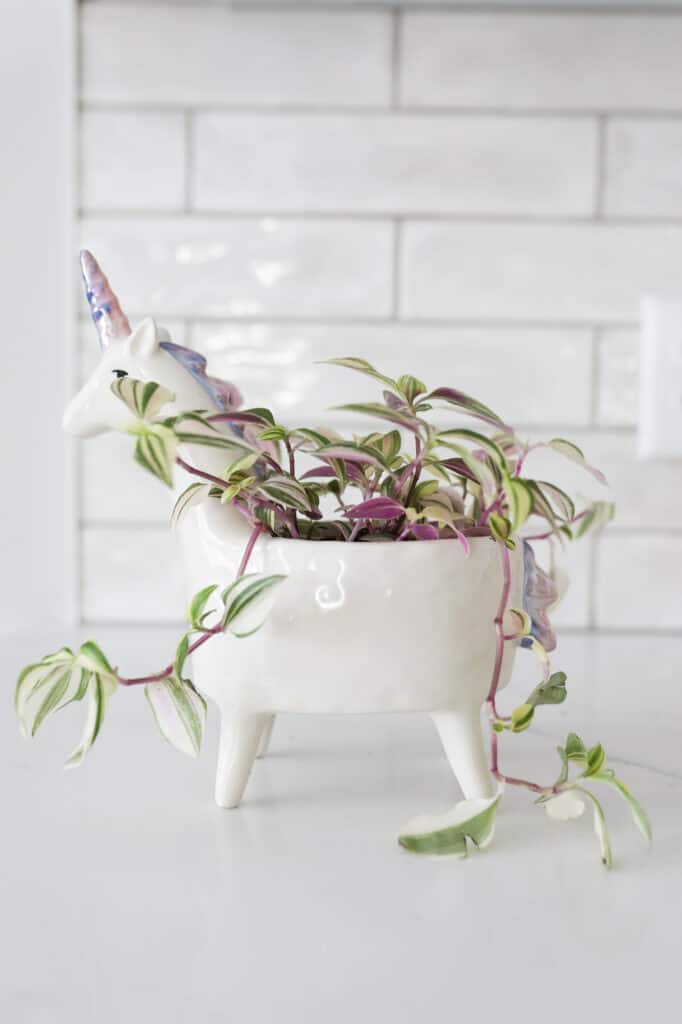 wandering jew plant in unicorn pot