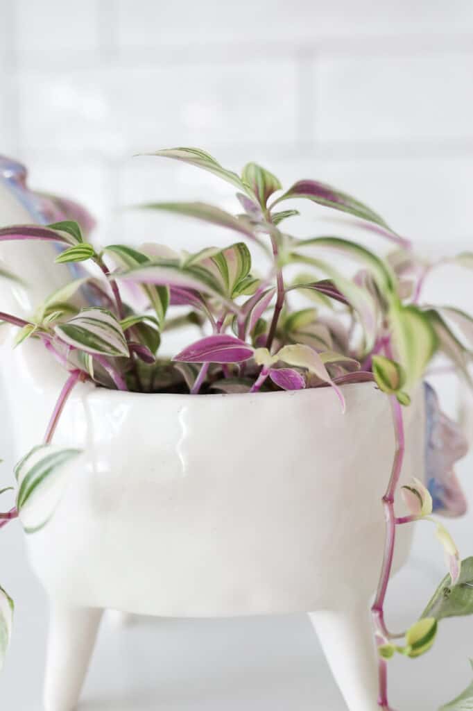 wandering jew plant