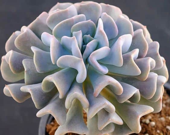 Echeveria ‘Cubic Frost’